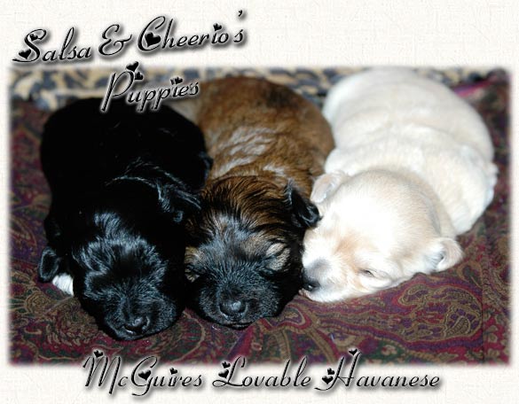 Salsa 9-10-12 Havanese Puppies